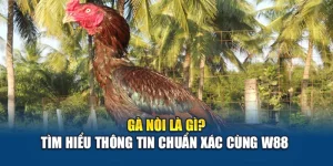 Gà Nòi Là Gì? Tìm Hiểu Thông Tin Chuẩn Xác Cùng W88 